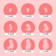 试管婴儿的过程，想怀上宝宝要多久？